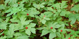 Goldenseal: Popular & Expensive, but Does It Really Work? Goldenseal plants with bright red berries growing in the middle of the marijuana-shaped leaves