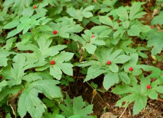 Goldenseal: Popular & Expensive, but Does It Really Work? Goldenseal plants with bright red berries growing in the middle of the marijuana-shaped leaves