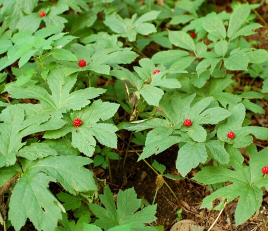 Goldenseal: Popular & Expensive, but Does It Really Work? Goldenseal plants with bright red berries growing in the middle of the marijuana-shaped leaves